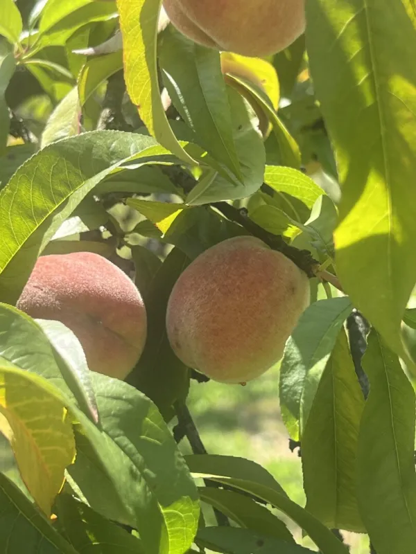 Hörzendorf - Nächstes Jahr die eigenen Pfirsiche ernten - Bild 1