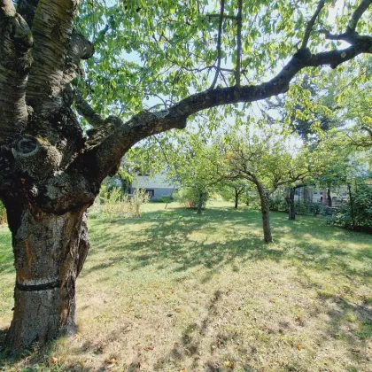 DB IMMOBILIEN | Gartenparadies für Naturliebhaber !!! - Bild 2