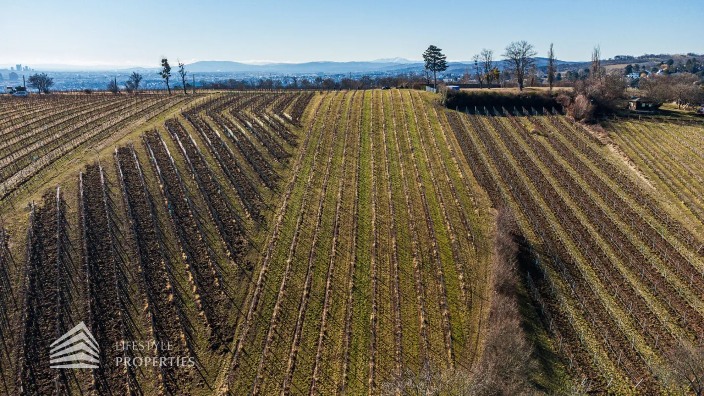 6.800 m² Fläche! Prominenter Weingarten mit Blick auf die Leopoldskirche - Bild 1