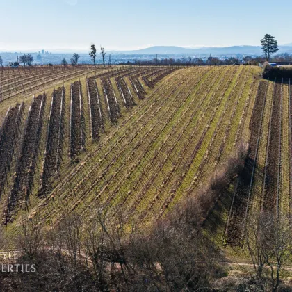 6.800 m² Fläche! Prominenter Weingarten mit Blick auf die Leopoldskirche - Bild 2
