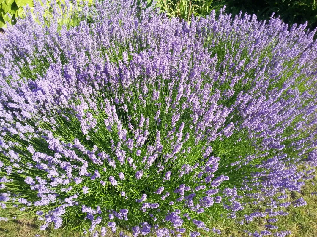 Traumhaftes Baugrundstück in Obergänserndorf – "Provisionsfrei" - Bild 1