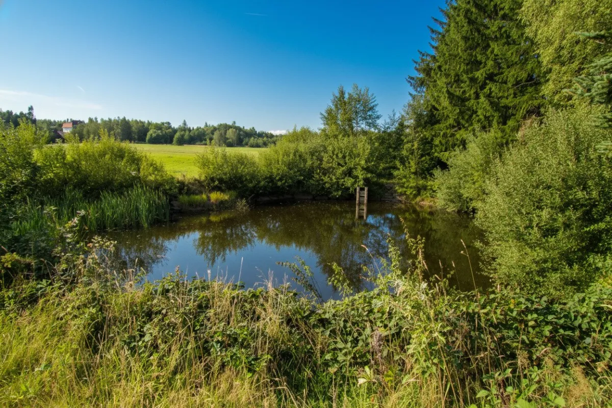 *****Fischteiche im nördlichen Waldviertel***** - Bild 1