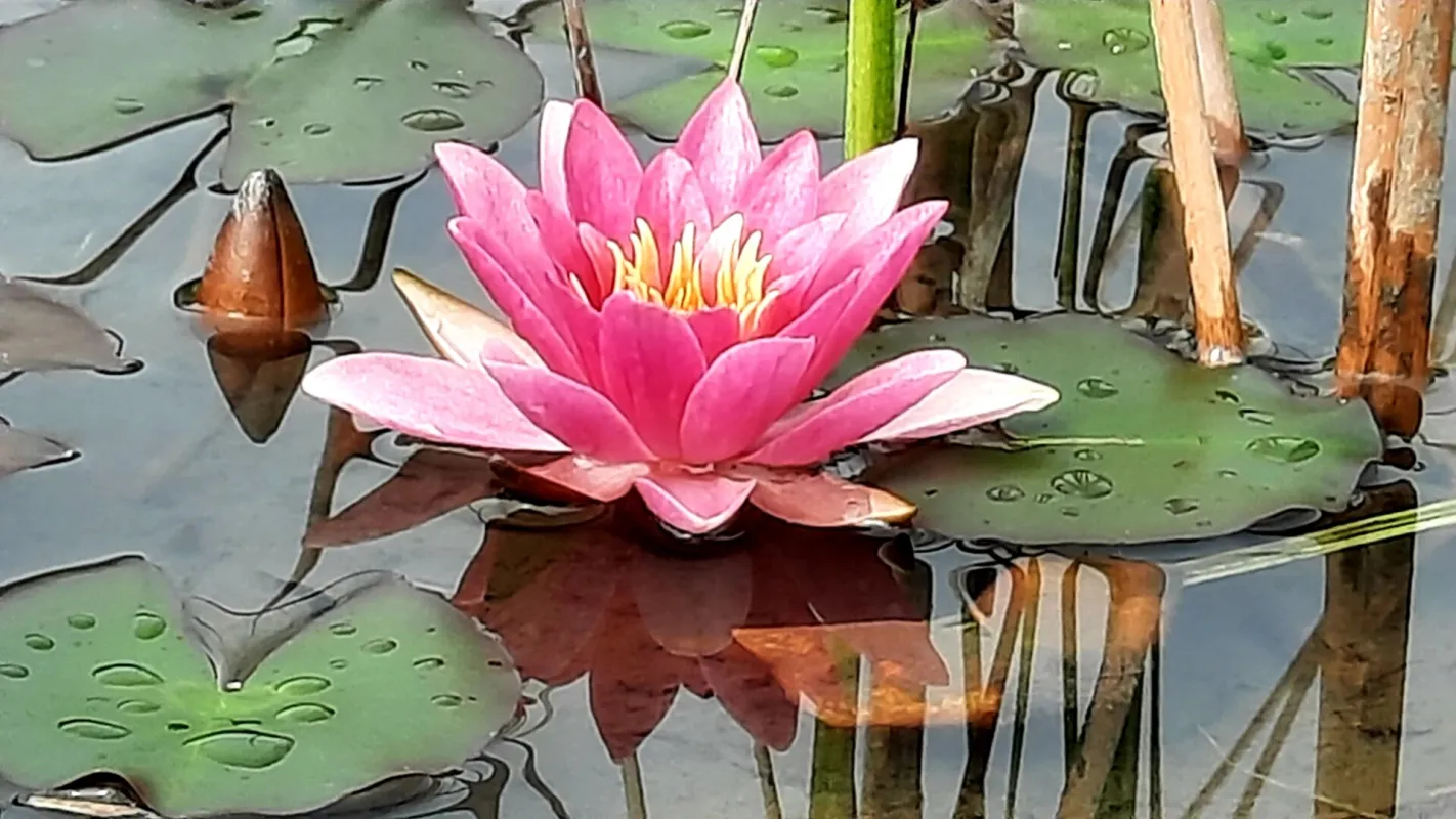 B&B -  Frühstückspension -  Hermagor Nassfeld Presseggersee - Bild 1