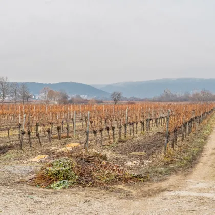 GEWERBLICHE NUTZUNG als GASTHAUS / HEURIGER oder für BAUTRÄGER im WEINORT SOOSS - Bild 2