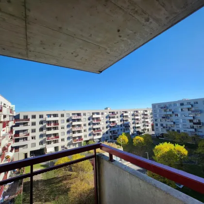 Eggenberger Gürtel 52/05/16 - Bild 2