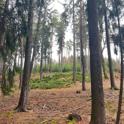 140 ha Eigenjagd Niederösterreich - ca.190 ha Jagdgebiet - Bild 3