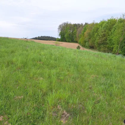 Holzschlag: Baugrundstück mit kleinem Wald in Traumlage! - Bild 2