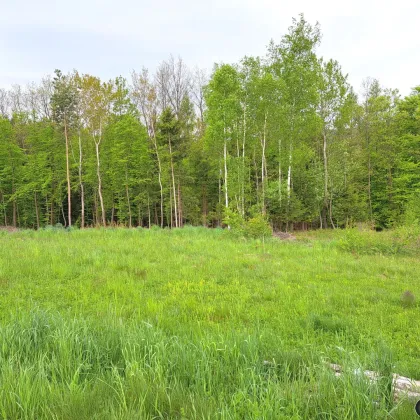 Holzschlag: Baugrundstück mit kleinem Wald in Traumlage! - Bild 3