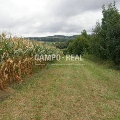 LANDWIRTSCHAFT: Bauernhof mit ca. 13 ha Acker - Wienerwaldregion - Bild 2