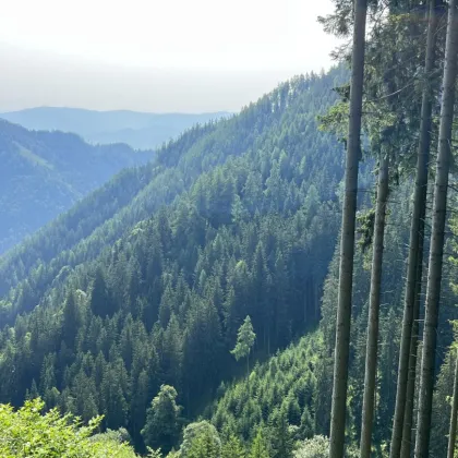 123 ha Eigenjagd in Bruck-Kapfenberg - Bild 3