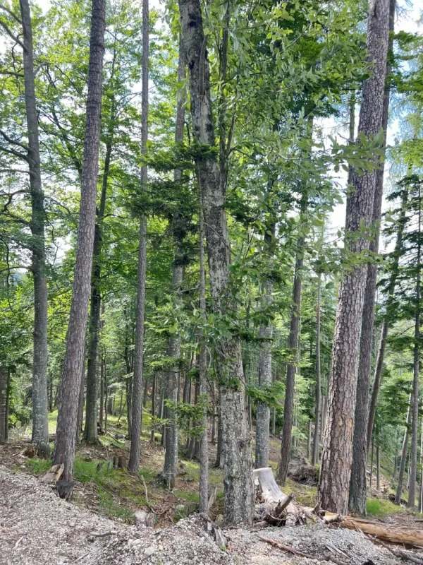 230 ha Eigenjagd Kärnten - Bild 1