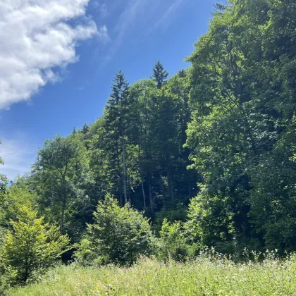 230 ha Eigenjagd Kärnten - Bild 3