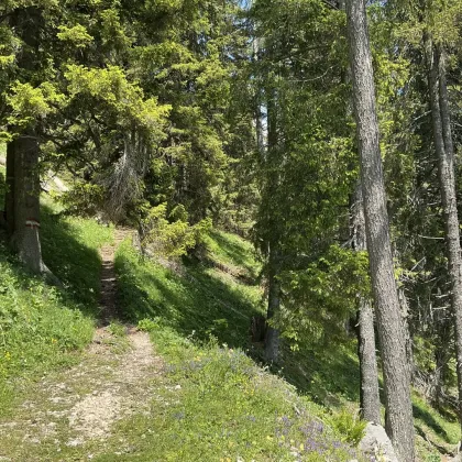 230 ha Eigenjagd Kärnten - Bild 2