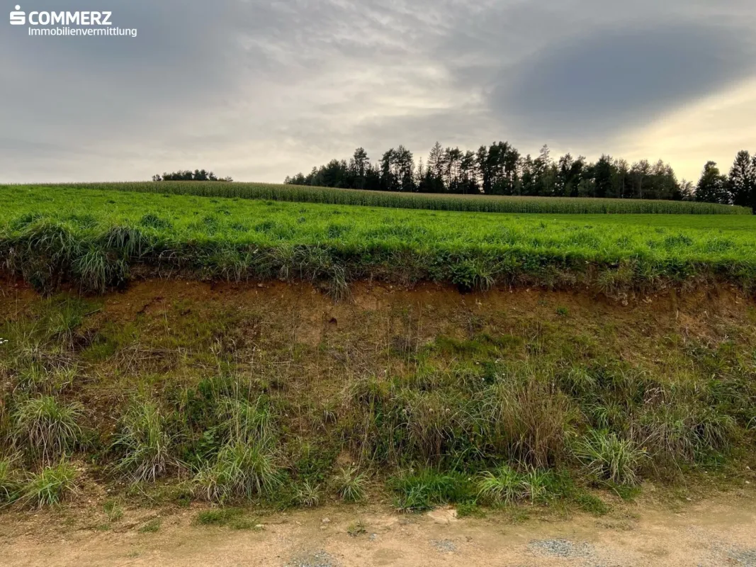 Sommer im Eigenheim - Bild 1
