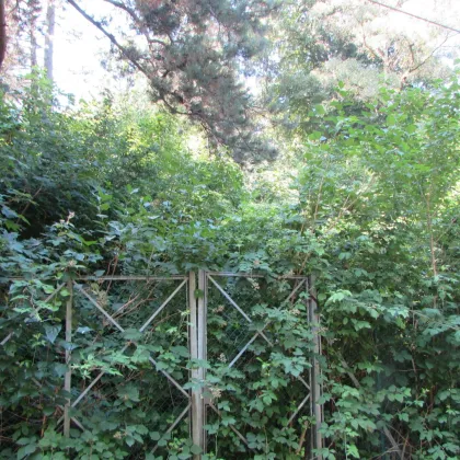 *****Hanggrundstück mit Baubewilligung für 325 m² Wohnfläche***** - Bild 2