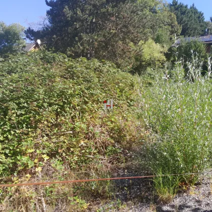 Traumhaft schöne Grünruhelage in Klosterneuburg - Bild 3