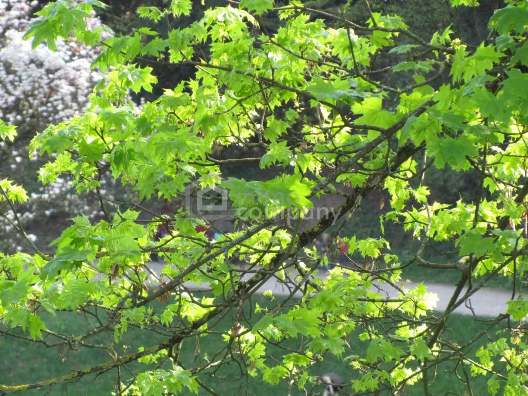 Bezaubernde Wohnung mit schöner Aussicht !! - Renoviert, sehr sonnig ! - Bild 1