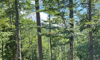 230 ha Eigenjagd Kärnten