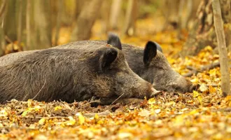 390 ha Eigenjagd Niederösterreich
