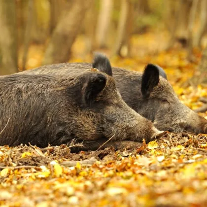 390 ha Waldbesitz mit 460 ha Jagdfläche - Bild 3
