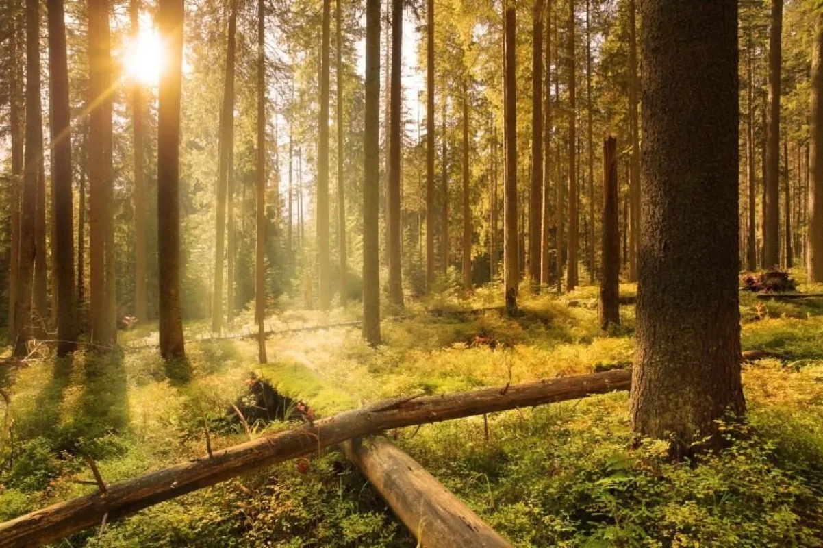 390 ha Waldbesitz mit 460 ha Jagdfläche - Bild 1