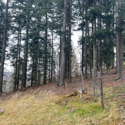 140 ha Eigenjagd Niederösterreich - Wachau Nähe - Bild 2