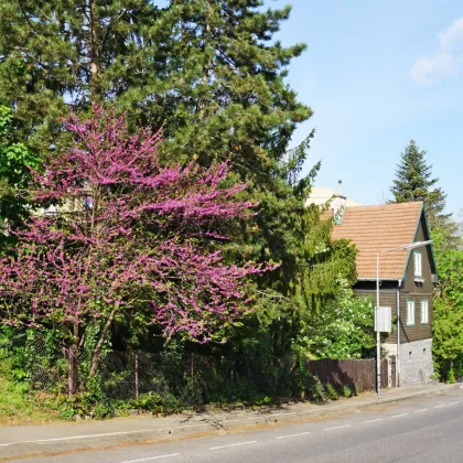 Baugrund mit Altbestand in Hietzing Nähe St. Josef Krankenhaus - Bild 2