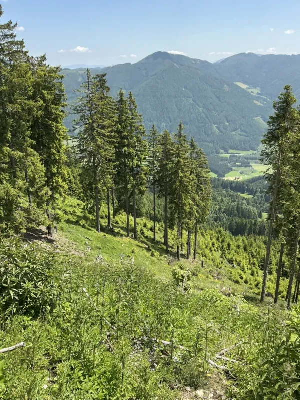 20 ha Forst / Wald in Murau - Bild 1