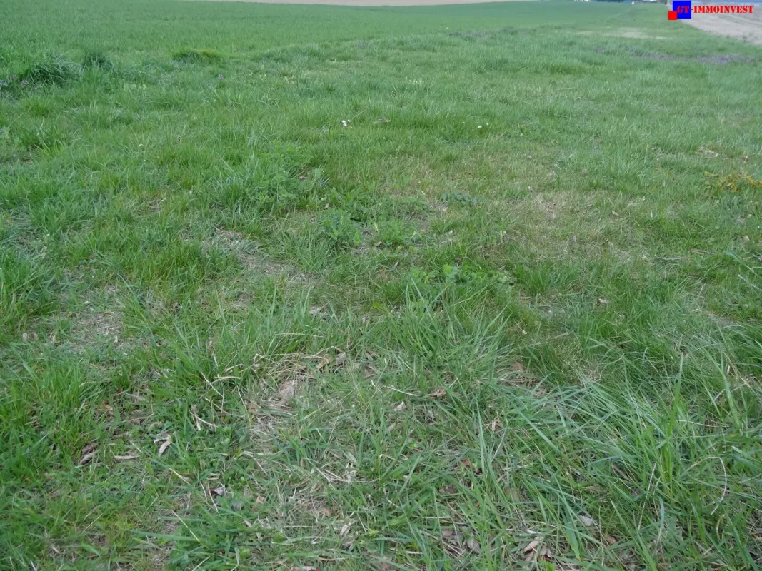 7024 Hirm sehr interessantes 4400m² Bauträgergrundstück ! - Bild 1