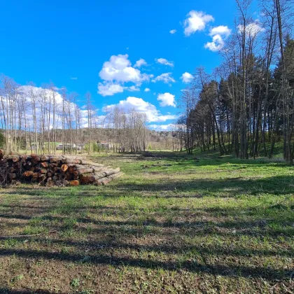 Großes Grundstück mit Sondernutzung im Freiland - Bild 3