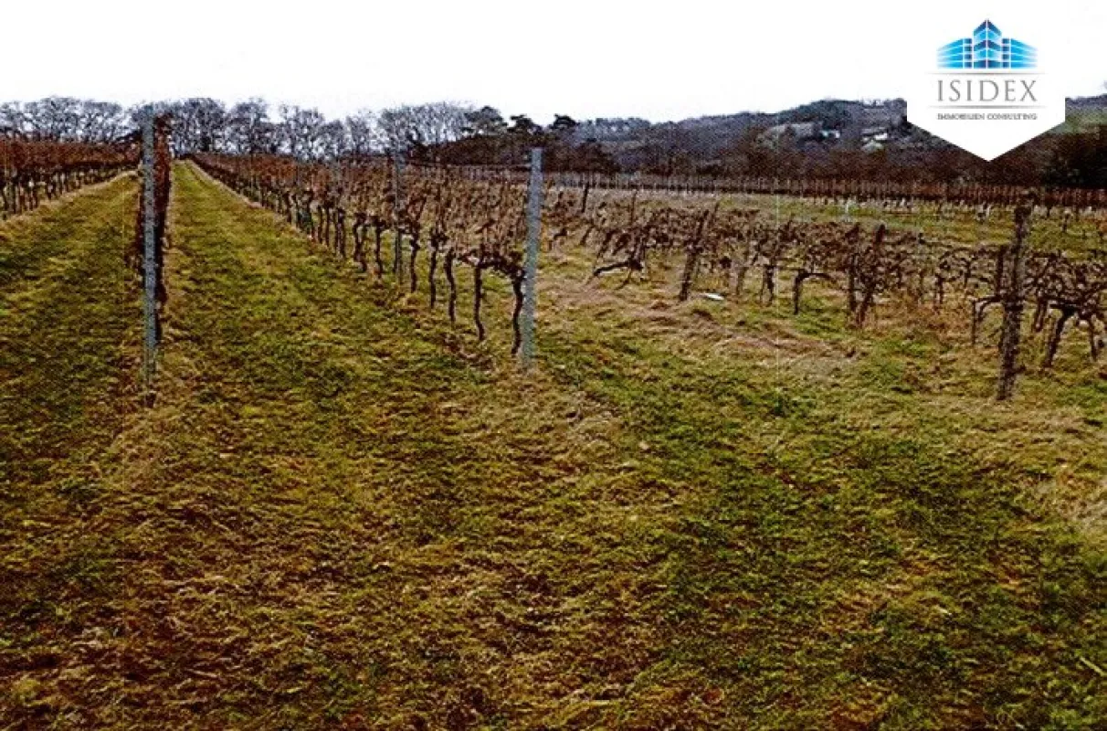 "Ihr Traum vom eigenen Weingut könnte bald wahr werden" - Bild 1