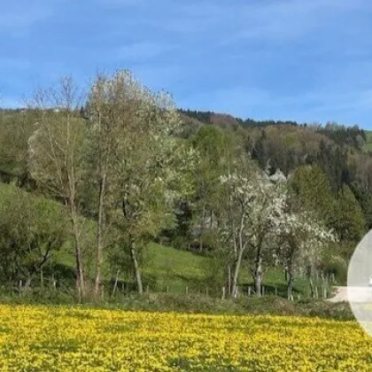 Apfelblüte im Mostviertel - Baugründe in wunderschöner, sonniger Lage! - Bild 2