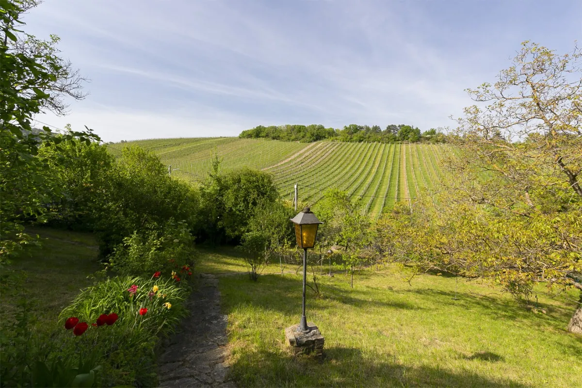 Einzellagenjuwel - 2.500m2 Grundstück zwischen den Weinreben am Nußberg - Bild 1