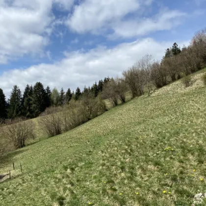 3 ha landwirtschaftliche Wiesenfläche - Bild 2