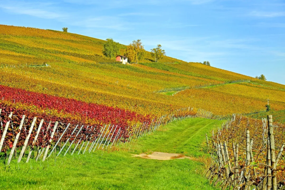 GESUCHT! AUSPFLANZRECHT FÜR WEINBAU IN GANZ ÖSTERREICH! - Bild 1