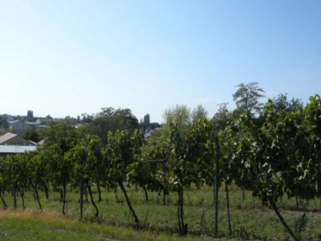 Baugrundstück in leichter Hanglage  in Gols - Bild 1