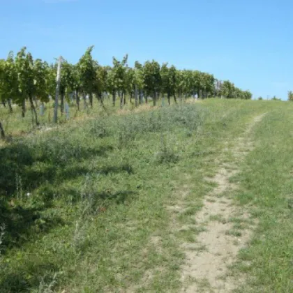 Baugrundstück in leichter Hanglage  in Gols - Bild 2