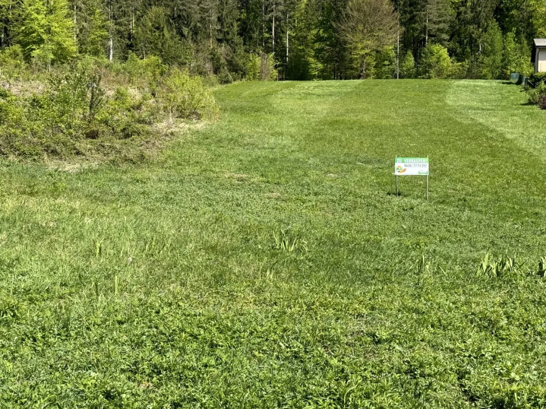 Viel Freiraum in Waldrandlage - Bild 1