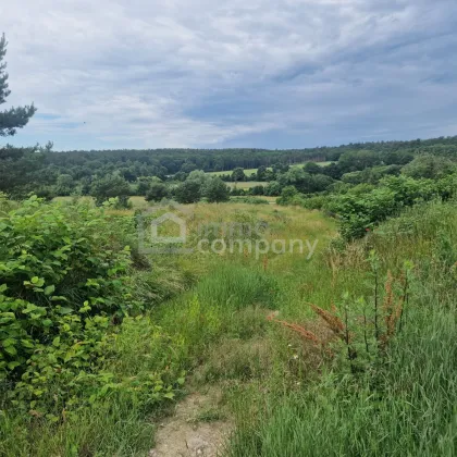 Traumhafter Grund mit Teilwidmung Reitplatz/Reitanlage - 7250 m² um nur 80.000 €! - Bild 2