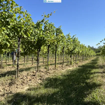 4,5 ha Weingärten nähe Straß, Feuersbrunn und Engabrunn zu verkaufen - Bild 2