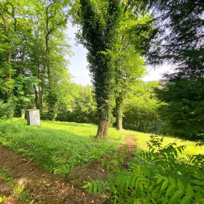 Idyllischer Baugrund am Waldrand mit romantischem Panoramablick über die Wienerwaldgemeinde Eichgraben - Bild 3