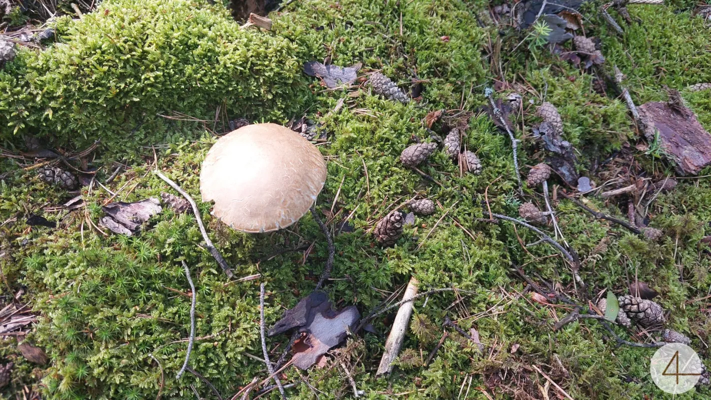 Ökosystem Wald! - Bild 1
