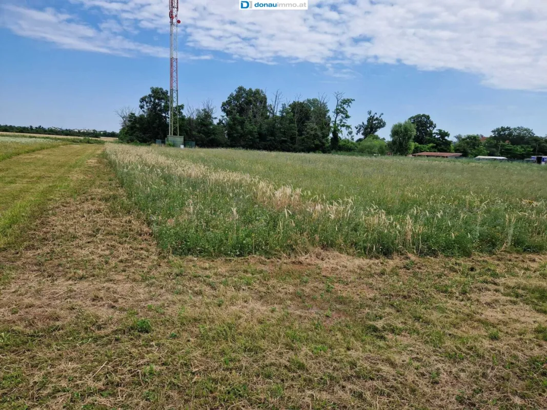 Großes Baugrundstück mit ca 6000 m² in Theresienfeld - Bild 1