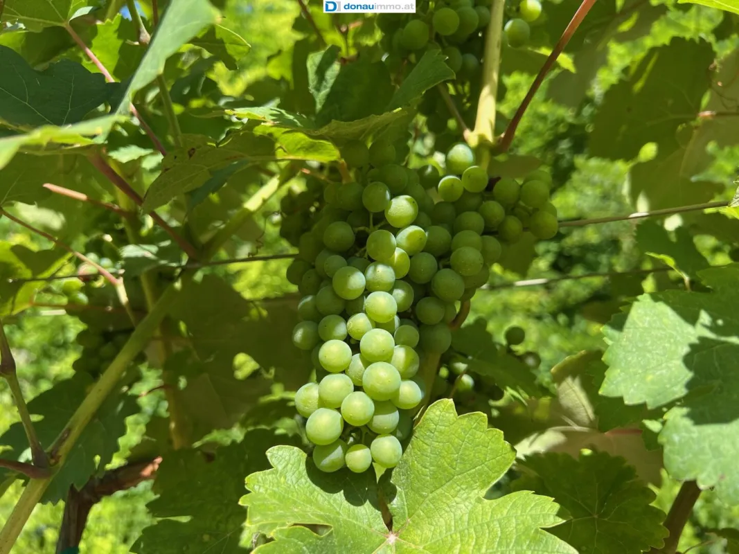 1,8 ha Weingärten nähe Straß zu verkaufen - Bild 1