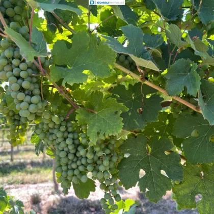 1,8 ha Weingärten nähe Straß zu verkaufen - Bild 2