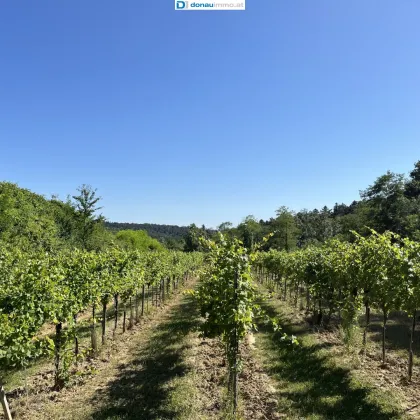 1,9 ha Weingärten nähe Engabrunn und Feuersbrunn zu Verkaufen - Bild 2