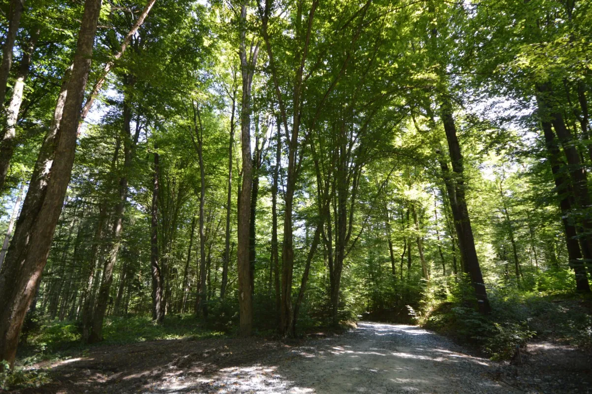 Waldflächen im Bezirk Güssing und Bezirk Oberwart zu verkaufen !!! - Bild 1