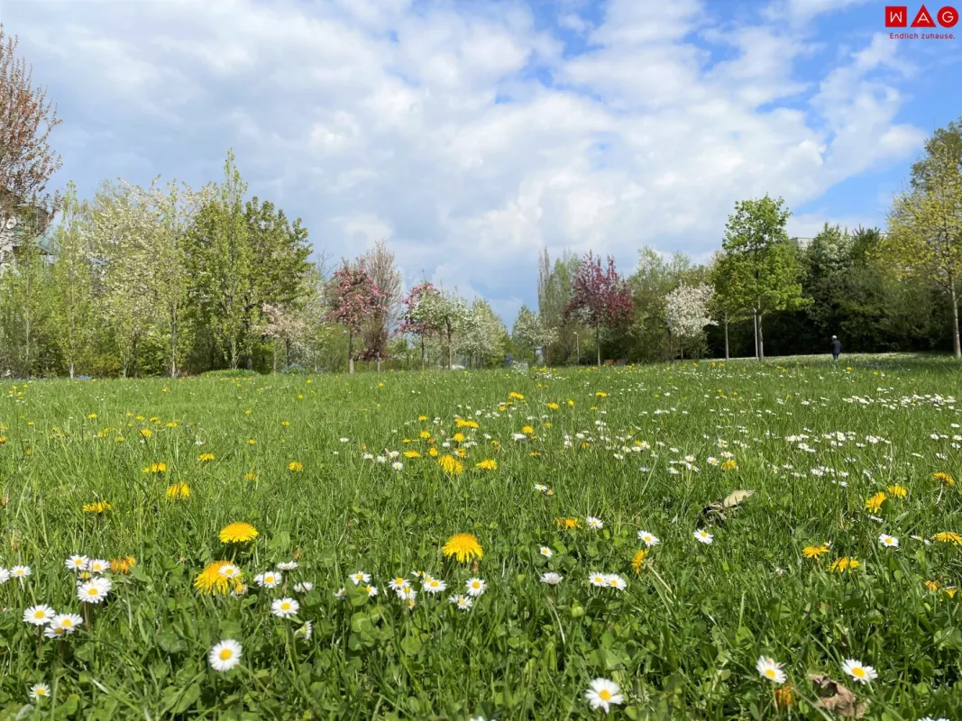 Quartier am Park: Barrierefreie Wohnung im obersten Stock mit Ausblick - Bild 1