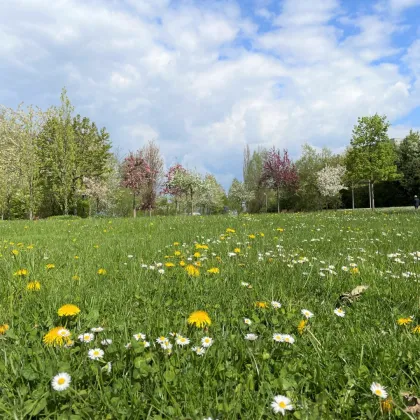 Quartier am Park: Barrierefreie Wohnung im obersten Stock mit Ausblick - Bild 2