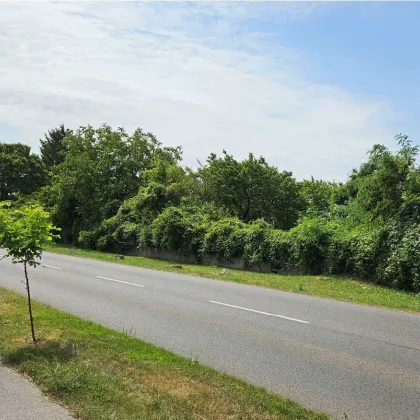 Ebreichsdorf / Grundstück ca. 7.200 m² (nicht teilbar) direkt an der B16 – Baurecht/Superädifikat/Miete - Bild 3
